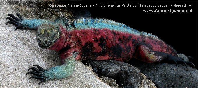 Bild: Galapagos Meeresleguan