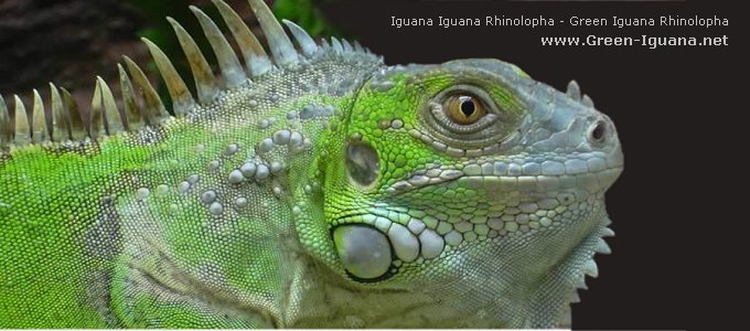 Bild: Green Iguana Rhinolopha