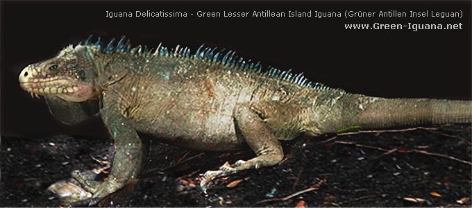 Iguana Delicatissima - Grüner Antillen Insel Leguan
