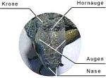 Innere Organe des Grünen Leguan - Iguana Organismus